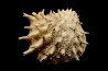 Crepidula (bostrycapulus) chamnessi  Pliocene  Fort drum crystal mine, Floride, USA