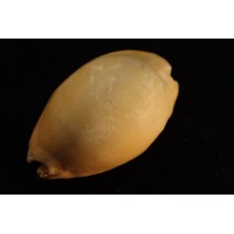 Mauritia arabica arabica  Pleistocene  Hurghana, Egypte