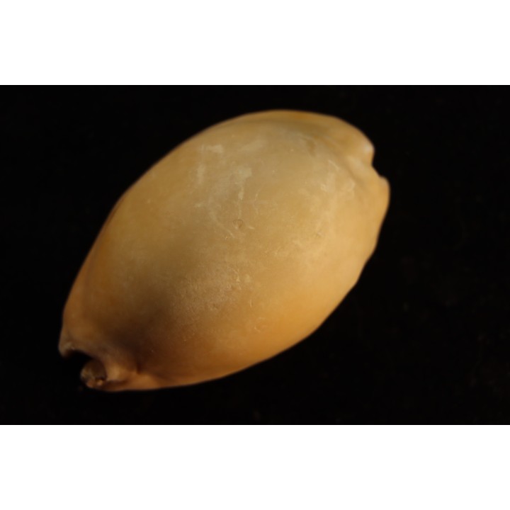 Mauritia arabica arabica  Pleistocene  Hurghana, Egypte