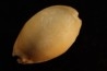 Mauritia arabica arabica  Pleistocene  Hurghana, Egypte
