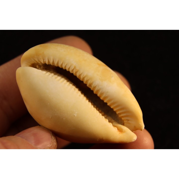 Mauritia arabica arabica  Pleistocene  Hurghana, Egypte