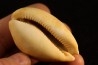 Mauritia arabica arabica  Pleistocene  Hurghana, Egypte