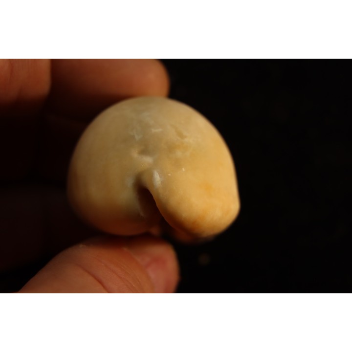 Mauritia arabica arabica  Pleistocene  Hurghana, Egypte