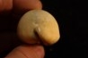 Mauritia arabica arabica  Pleistocene  Hurghana, Egypte