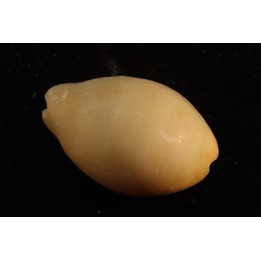 Lyncina carneola  Pleistocene  Hurghana, Egypte