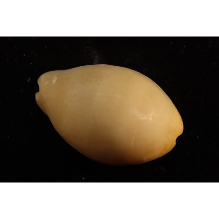 Lyncina carneola  Pleistocene  Hurghana, Egypte