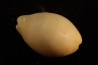 Lyncina carneola Pleistocene Hurghana, Egypte