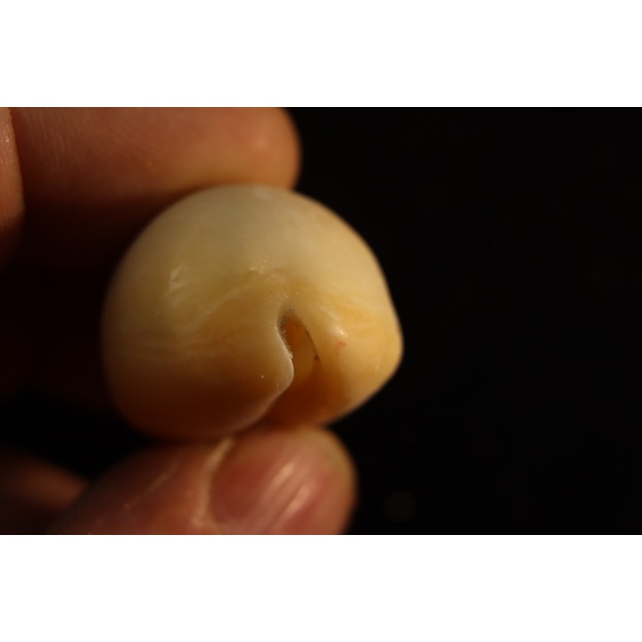 Lyncina carneola  Pleistocene  Hurghana, Egypte