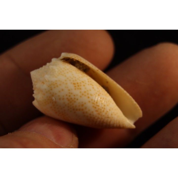 Conus arenatus  Pleistocene  Hurghana, Egypte