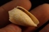 Conus arenatus Pleistocene Hurghana, Egypte