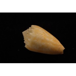 Conus arenatus  Pleistocene  Hurghana, Egypte