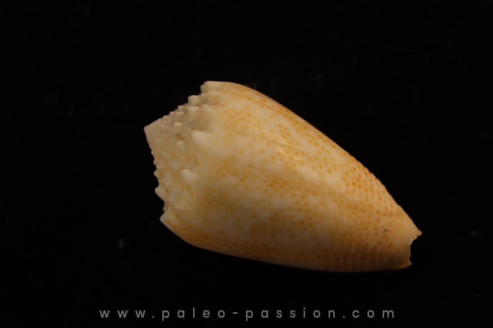 Conus arenatus Pleistocene Hurghana, Egypte