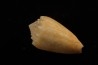 Conus arenatus Pleistocene Hurghana, Egypte