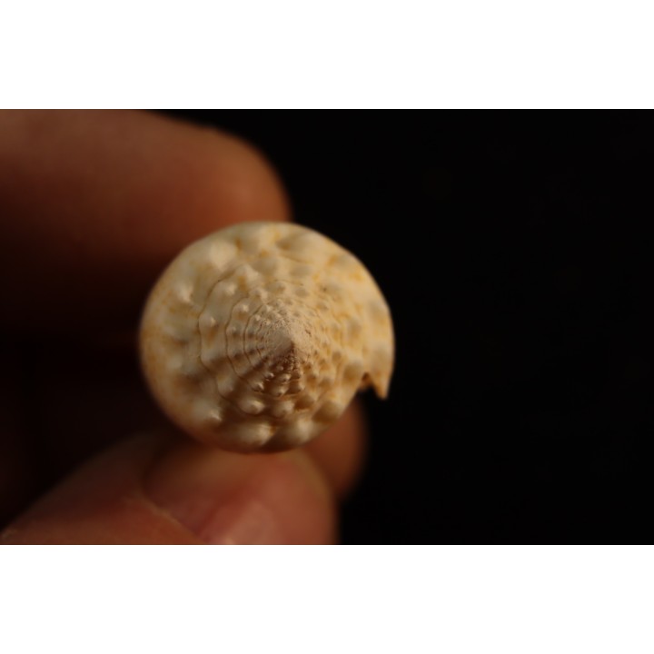 Conus arenatus  Pleistocene  Hurghana, Egypte
