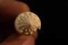 Conus arenatus Pleistocene Hurghana, Egypte