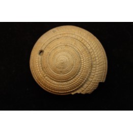 Architectonica maxima  Pliocene  Indonesie