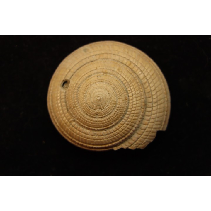 Architectonica maxima  Pliocene  Indonesie