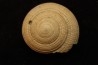 Architectonica maxima  Pliocene  Indonesie