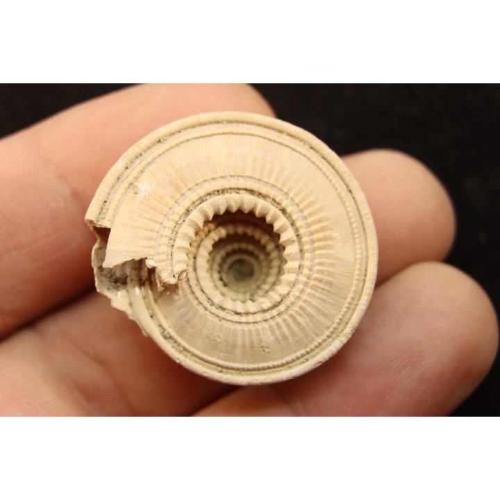 Architectonica maxima  Pliocene  Indonesie