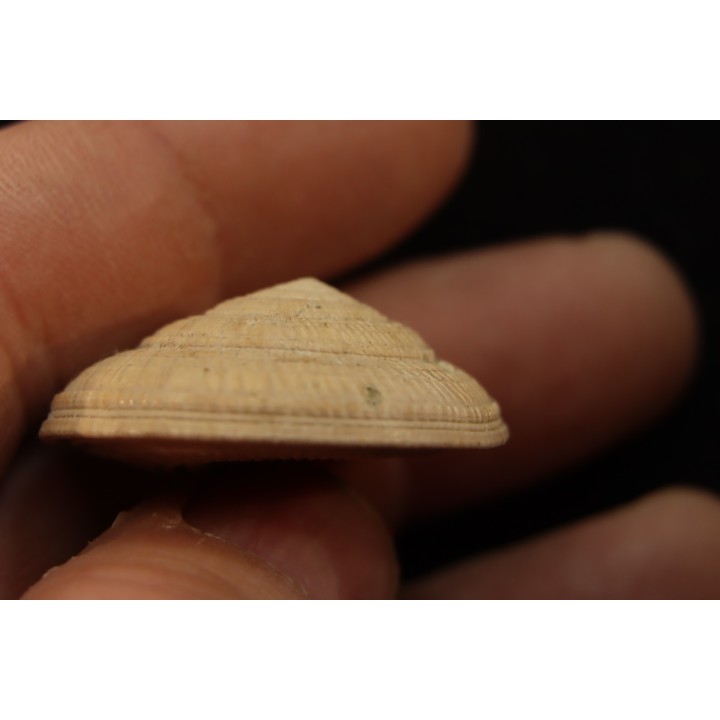 Architectonica maxima  Pliocene  Indonesie