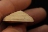Architectonica maxima  Pliocene  Indonesie
