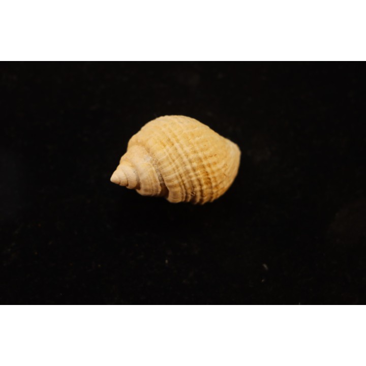 Microschiza clathrata  Hettangien  Brouch, Luxembourg