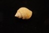 Microschiza clathrata  Hettangien  Brouch, Luxembourg