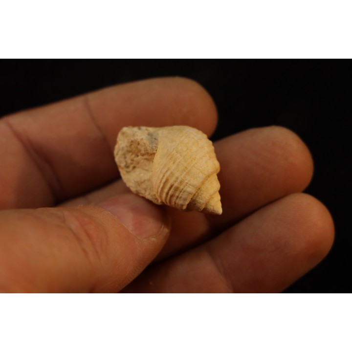 Microschiza clathrata  Hettangien  Brouch, Luxembourg