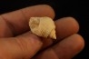 Microschiza clathrata  Hettangien  Brouch, Luxembourg