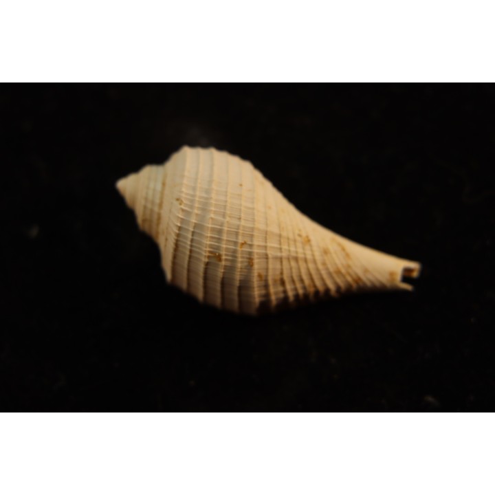 pirula tricarinata  lutetien  Villiers saint frederic  - FRANCE