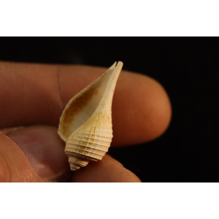 pirula tricarinata  lutetien  Villiers saint frederic  - FRANCE
