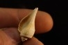 pirula tricarinata  lutetien  Villiers saint frederic  - FRANCE