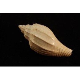 Athleta listrratum ventricosa  lutetien  GRIGNON - FRANCE