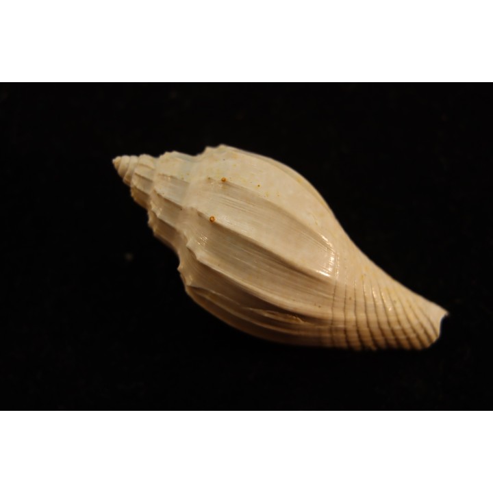Athleta listrratum ventricosa  lutetien  GRIGNON - FRANCE