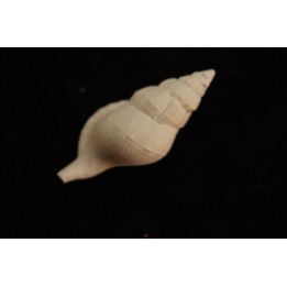 Eutritonium formosum  lutetien  Villiers saint frederic  - FRANCE
