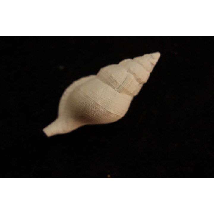 Eutritonium formosum  lutetien  Villiers saint frederic  - FRANCE
