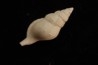Eutritonium formosum lutetien Villiers saint frederic - FRANCE