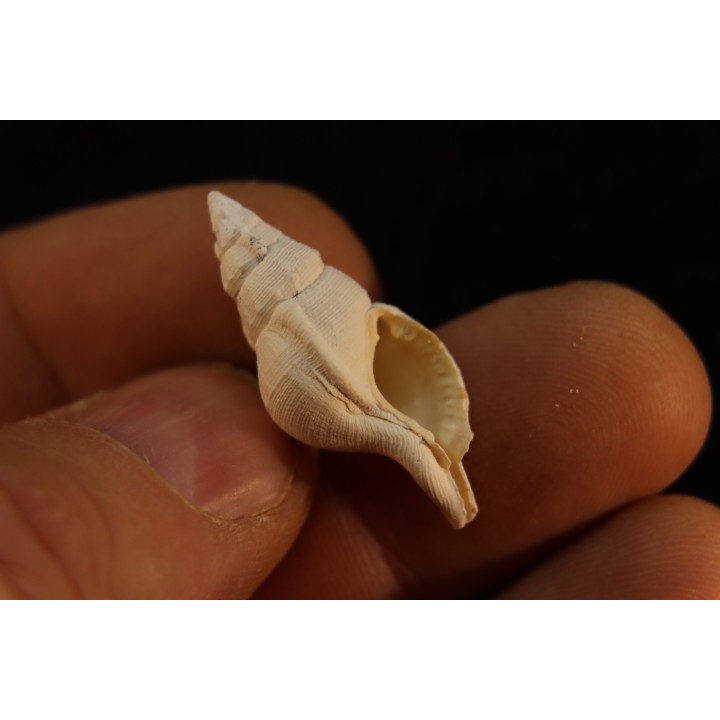 Eutritonium formosum  lutetien  Villiers saint frederic  - FRANCE