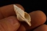 Eutritonium formosum lutetien Villiers saint frederic - FRANCE
