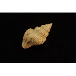 Tritonidae costulata  lutetien  Gitroncourt - FRANCE