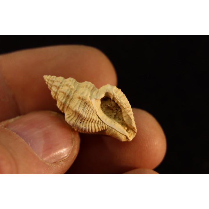 Tritonidae costulata  lutetien  Gitroncourt - FRANCE