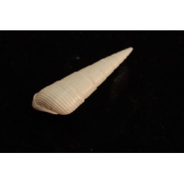 Paryphostoma turicula  lutetien  Fercourt  - FRANCE