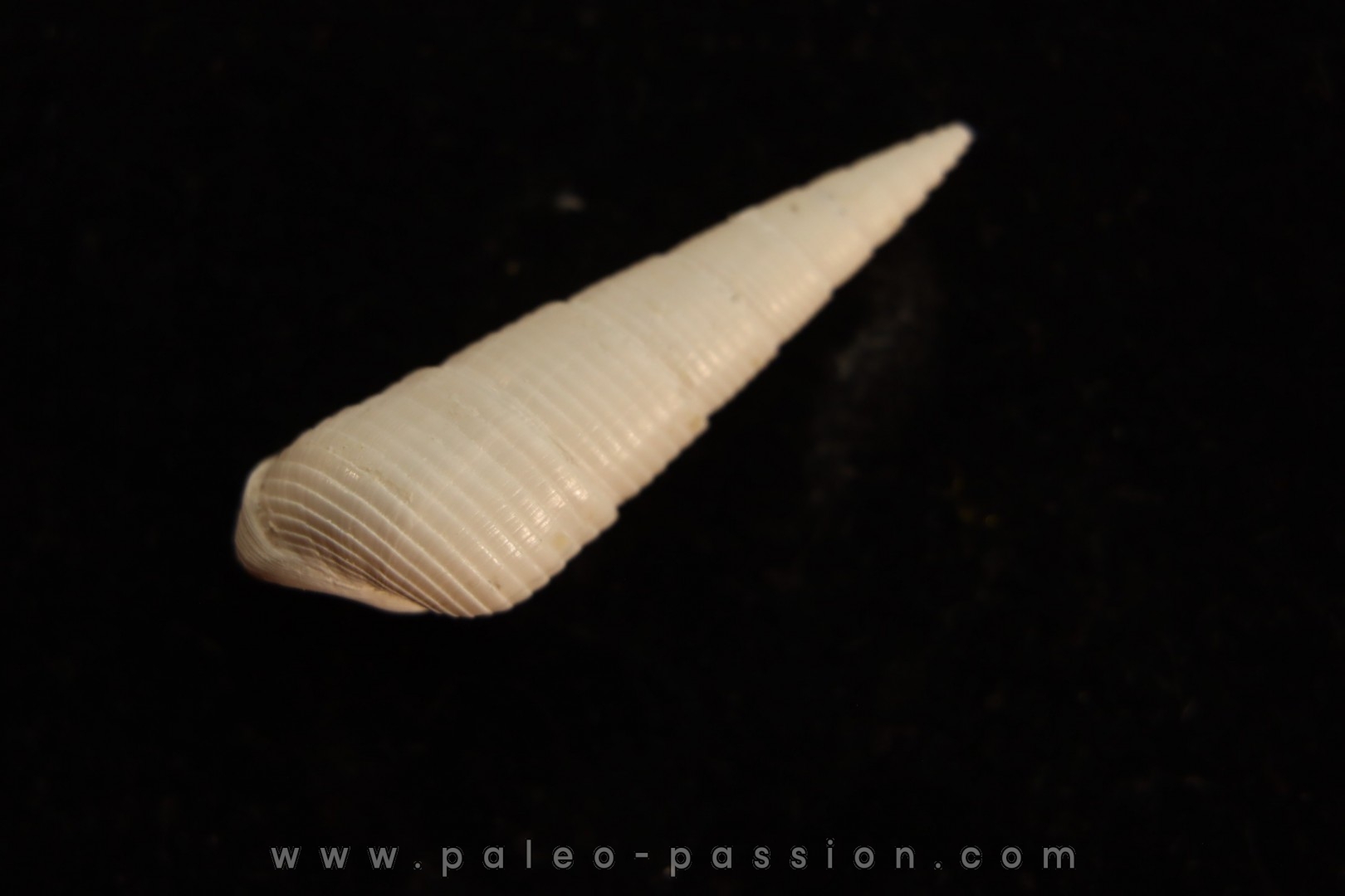 Paryphostoma turicula lutetien Fercourt - FRANCE
