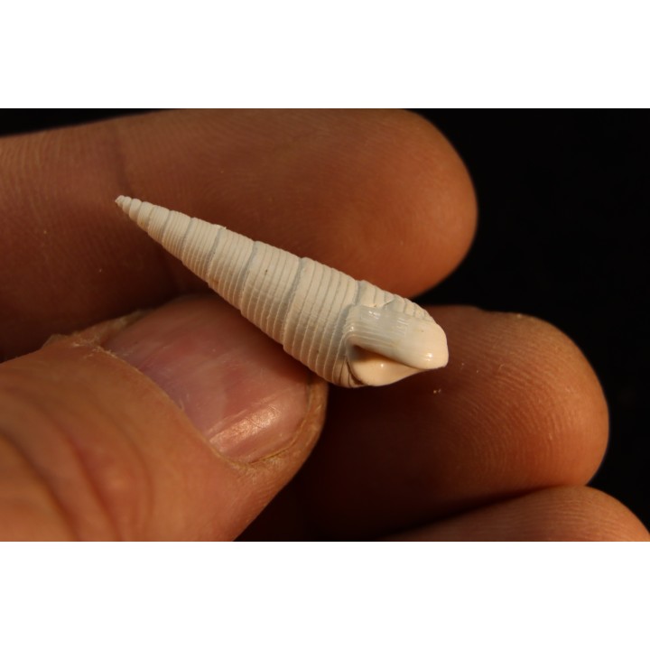 Paryphostoma turicula  lutetien  Fercourt  - FRANCE