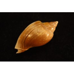 Cryptochorda stromboides  lutetien  Damery - FRANCE