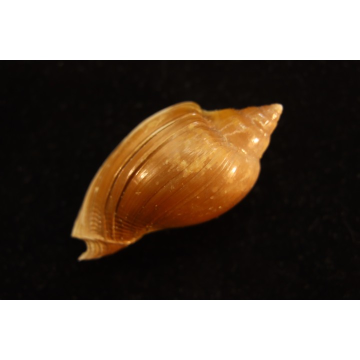 Cryptochorda stromboides  lutetien  Damery - FRANCE