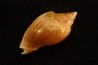 Cryptochorda stromboides  lutetien  Damery - FRANCE