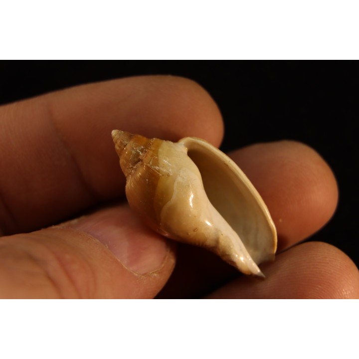 Cryptochorda stromboides  lutetien  Damery - FRANCE