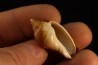 Cryptochorda stromboides  lutetien  Damery - FRANCE