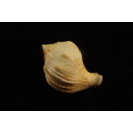 Strepcidura turgida  lutetien  Auvers sur Oise - FRANCE